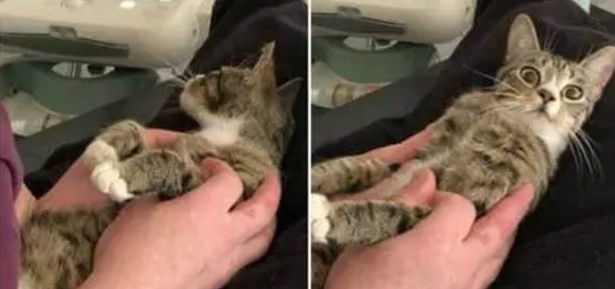 4个月的小猫怀孕了咋办