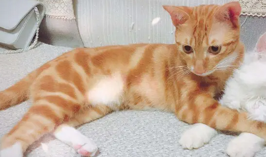 胖橘猫生了几只宝宝,唯独这只小奶猫不被待见,原因让人笑喷