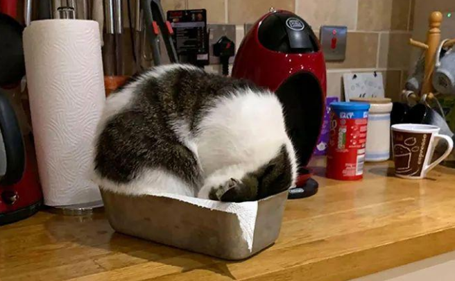 猫咪的逻辑里有条定律就是,家里哪儿都能睡,就是绝对不睡猫窝里 猫咪的逻辑里有条定律就是,家里哪儿都能睡,就是绝对不睡猫窝里
