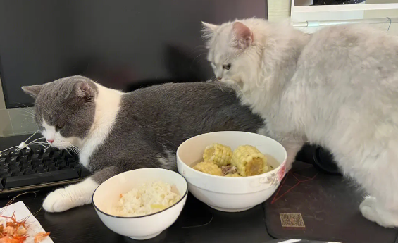 猫特别馋总想吃人饭咋办