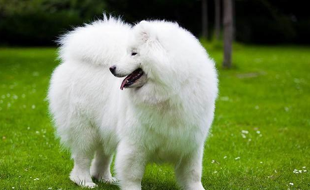 俊杰狗是什么狗长大图片