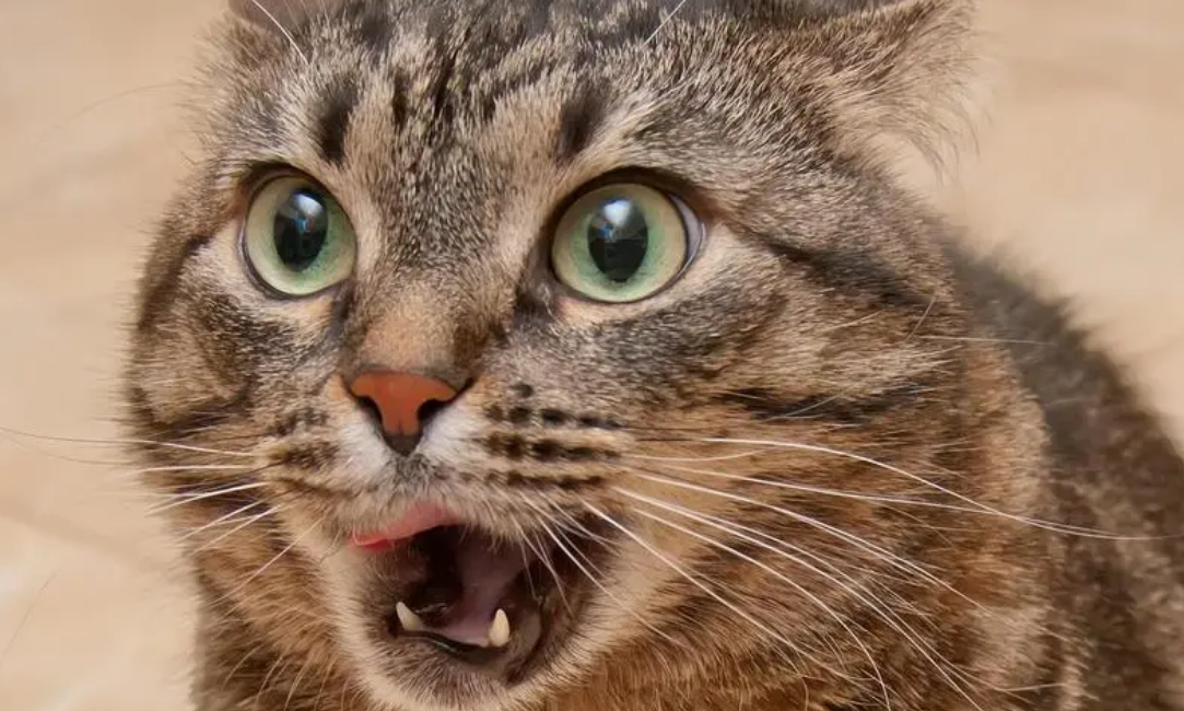 除了震惊猫,还有很多其他经典的表情包呢,比如熊猫头,该系列表情包