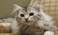猫突然打你一下是为什么