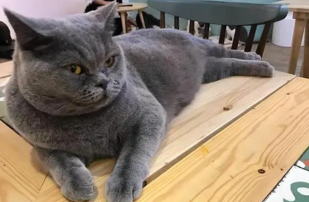 按照风水学来说家里养猫好不好
