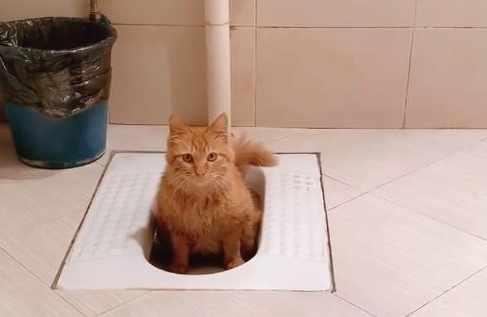 捡了一只流浪猫,它还会自己上厕所,真的太乖巧了 捡了一只流浪猫,它还会自己上厕所,真的太乖巧了