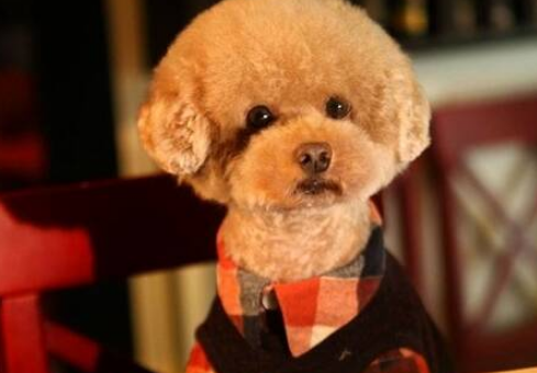 贵宾犬很常见,但是纯种贵宾的五个特征你真的了解吗 贵宾犬很常见,但是纯种贵宾的五个特征你真的了解吗