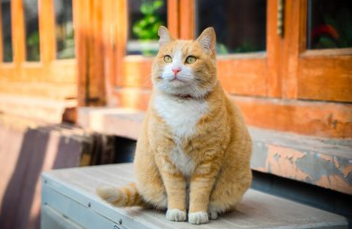 猫养几只好风水 猫养几只好风水