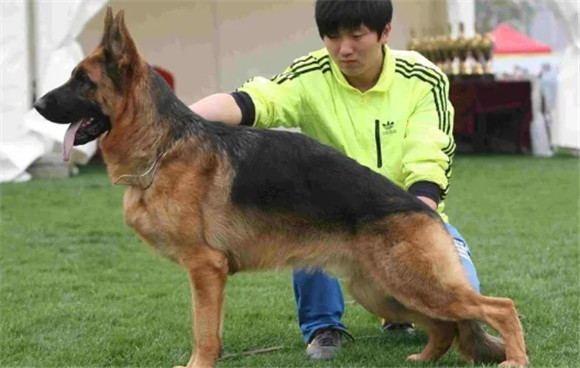 繁育犬管理规定犯法吗