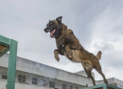 怎么才能当警犬训导员