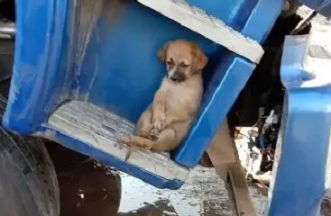狗狗坐在车底,它的脸上写满了忧伤,网友:一看就是单身狗 狗狗坐在车底,它的脸上写满了忧伤,网友:一看就是单身狗