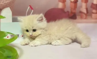 fpv测试版测猫瘟准吗