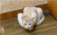 猫经常母鸡蹲正常吗