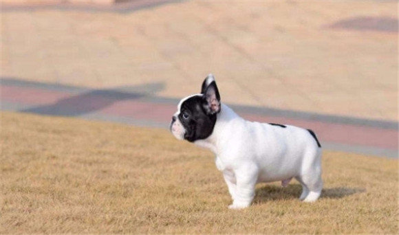 矮脚犬品种大全 矮脚犬品种大全