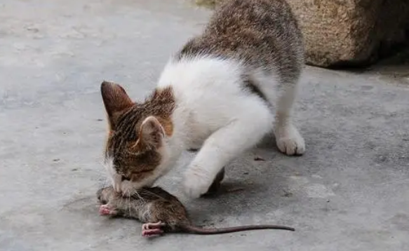 猫是怎么把老鼠吃掉的 猫是怎么把老鼠吃掉的