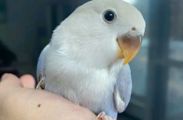 紫熏鹦鹉牡丹鸟