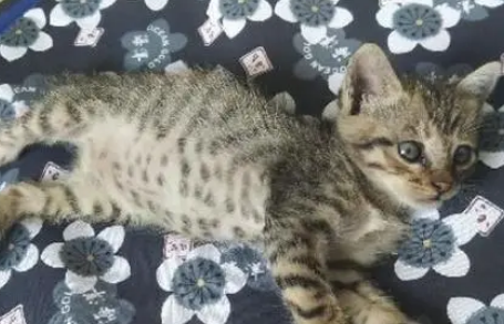 小流浪猫在快车道上缩成一团,被带回家后睡得四仰八叉:有家了 小流浪猫在快车道上缩成一团,被带回家后睡得四仰八叉:有家了