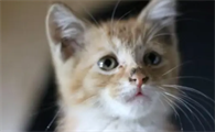 猫一般会认哪里为产房