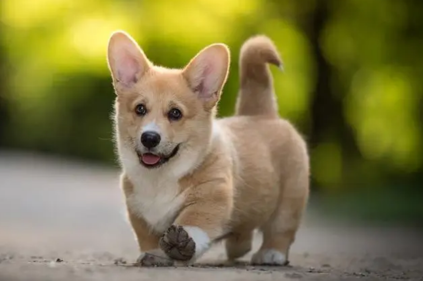 柯基犬分长毛和短毛吗 柯基犬分长毛和短毛吗