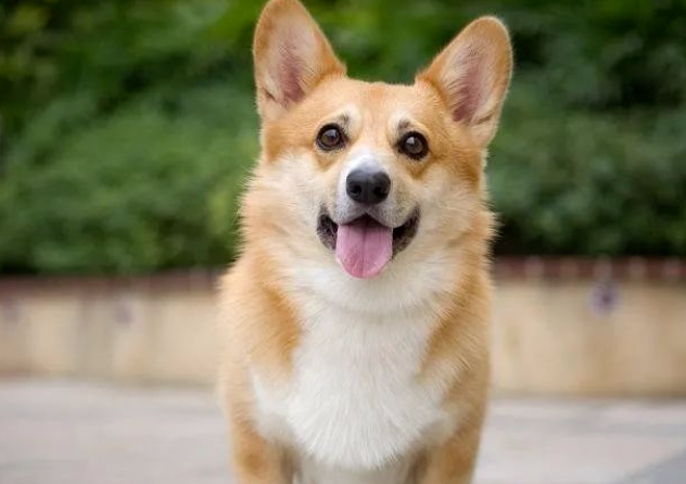 养狗,首选柯基犬,这5大好处不可忽略 养狗,首选柯基犬,这5大好处不可忽略
