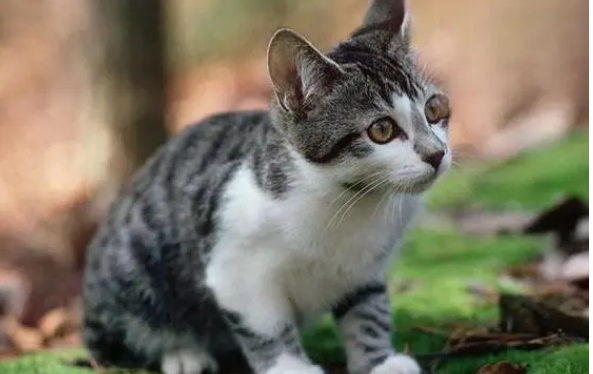 猫是远视眼还是近视眼 猫是远视眼还是近视眼