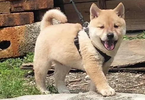 广西士猎犬打鹰马犬吗 广西士猎犬打鹰马犬吗
