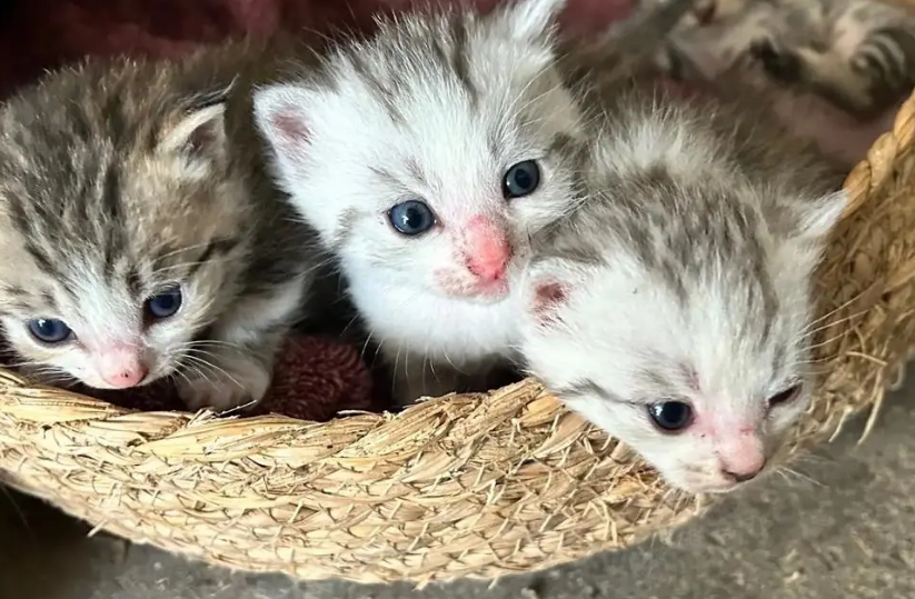 猫是什么时候传入中国的 猫是什么时候传入中国的
