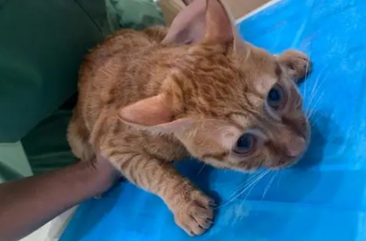 国家为什么禁止猫传腹441