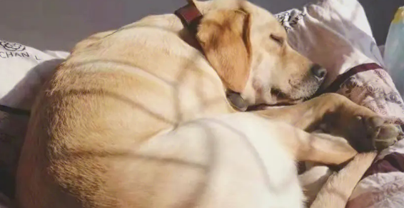 犬是什么意思 犬是什么意思