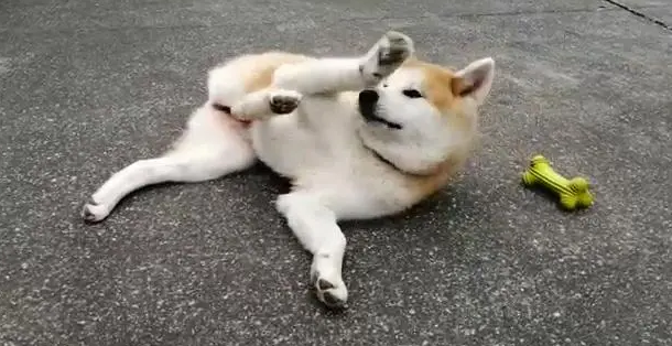 耍赖皮比喻什么人 耍赖皮比喻什么人