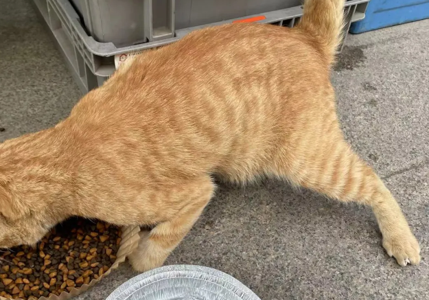 橘猫跛着腿,小心翼翼的讨要食物,好不容易获救,腿却无法痊愈了... 橘猫跛着腿,小心翼翼的讨要食物,好不容易获救,腿却无法痊愈了...