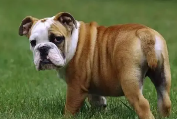 中国斗牛犬图片及价格