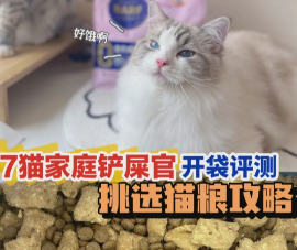 8个月猫怀孕了应该注意啥-如何照顾好怀孕的猫咪