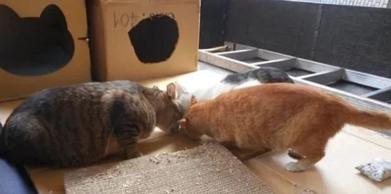 猫中有猫,流浪猫背后竟是猫咪斑纹,网友:真是猫中老大! 猫中有猫,流浪猫背后竟是猫咪斑纹,网友:真是猫中老大!