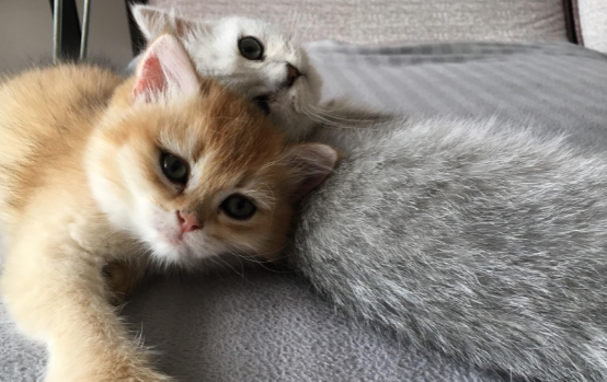 猫养一公一母风水好吗 猫养一公一母风水好吗