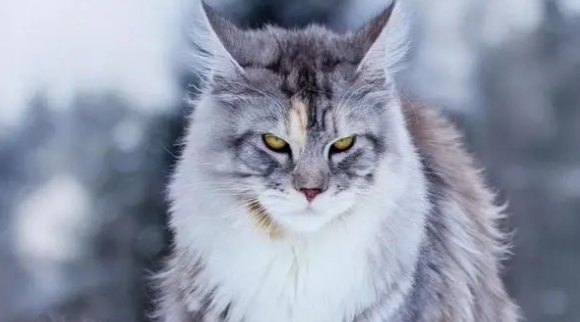 猫瞳孔放大意味着什么 猫瞳孔放大意味着什么