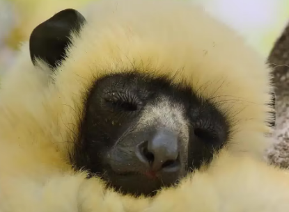 狐猿的寿命有多长一般为几年