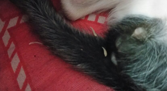 猫绦虫节片会在人身上存活吗 猫绦虫节片会在人身上存活吗
