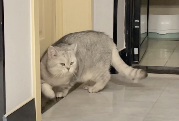 猫想进房间一直叫怎么办 猫想进房间一直叫怎么办