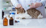 猫要打什么疫苗