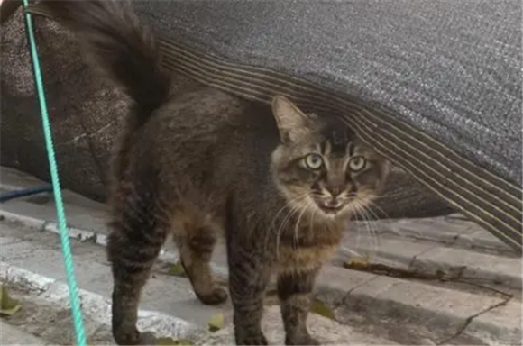 雀猫好还是狸花猫好