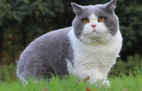 英短猫优缺点有哪些 英短猫优缺点有哪些