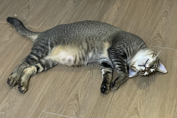 麻猫能不能养