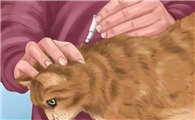 猫体外驱虫滴到毛上有用吗