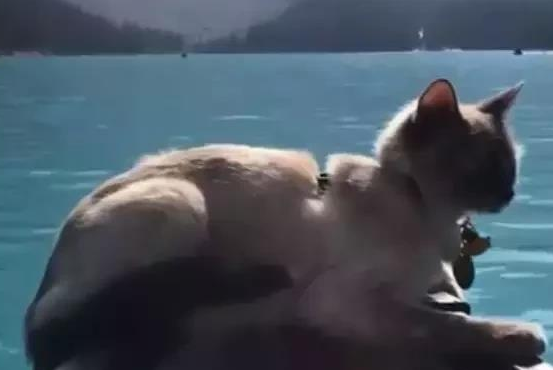 主人带猫咪一起游湖，猫咪淡定地趴在船头，这画面太美了 