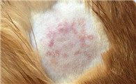 猫藓药膏多少钱一只