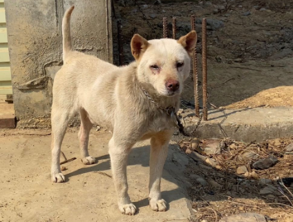 广西土猎犬禁养吗
