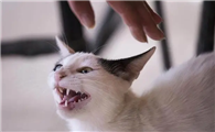把猫往死里打了一顿