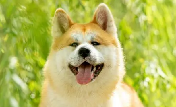 7种长得最像狐狸的狗图片