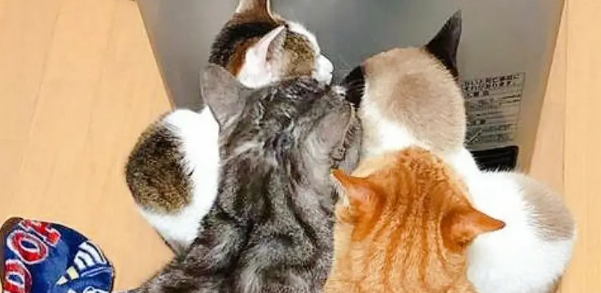 流浪猫和孩子打好关系,成功被收养,成了小主人专属“小保姆” 流浪猫和孩子打好关系,成功被收养,成了小主人专属“小保姆”