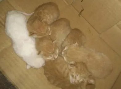 橘猫生了六只小猫,看到最后一只时,铲屎官怀疑自己眼花了 橘猫生了六只小猫,看到最后一只时,铲屎官怀疑自己眼花了